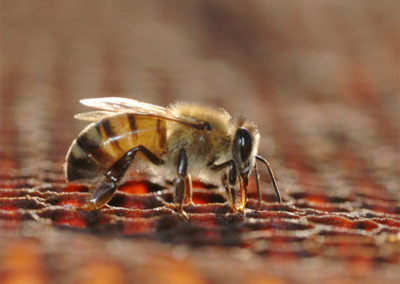 Honey bee working on a cell
