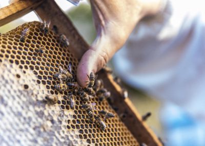 Honey bees walking wooden bee hives