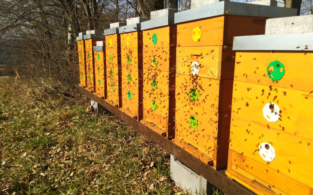 Včelí osazenstva v našich úlech jedou na plný plyn!